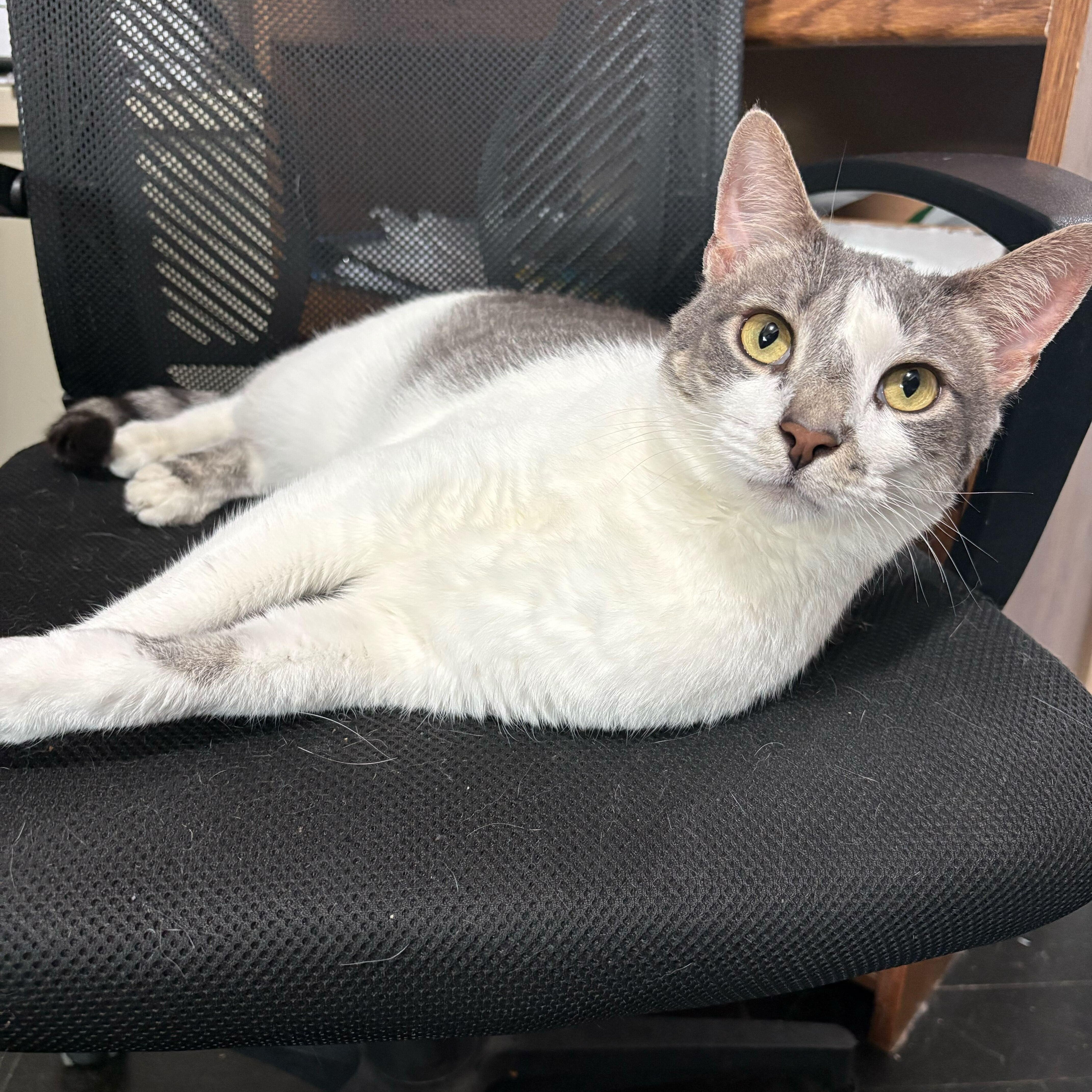 Enlarge Spongebob (bonded to Chubby), a Adoptable Domestic Short Hair in East Brunswick, NJ image 1/6