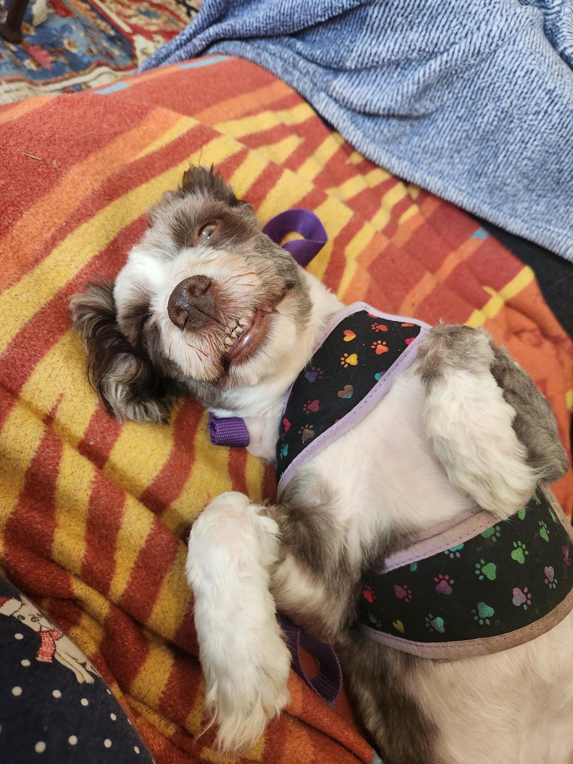 Enlarge Eddie in Wilmington, Delaware, a Adopted Havanese in Wilmington, DE image 1/5