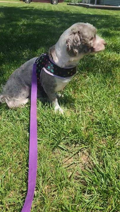 Enlarge Eddie in Wilmington, Delaware, a Adopted Havanese in Wilmington, DE image 2/5