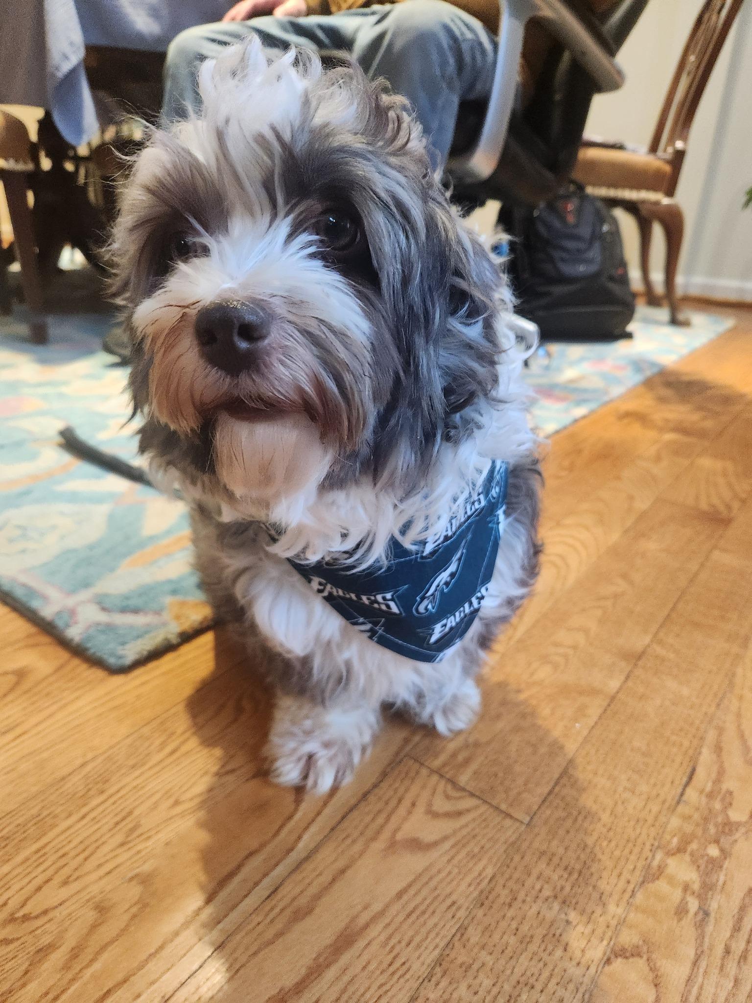 Enlarge Eddie in Wilmington, Delaware, a Adopted Havanese in Wilmington, DE image 3/5