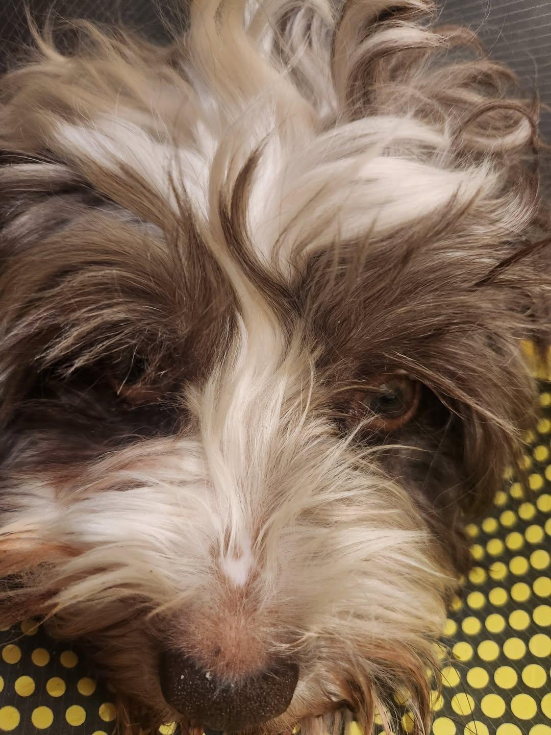 Enlarge Eddie in Wilmington, Delaware, a Adopted Havanese in Wilmington, DE image 4/5