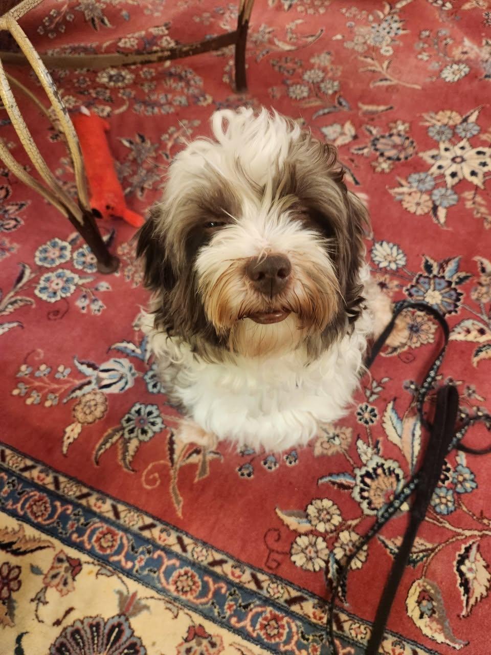 Enlarge Eddie in Wilmington, Delaware, a Adopted Havanese in Wilmington, DE image 5/5