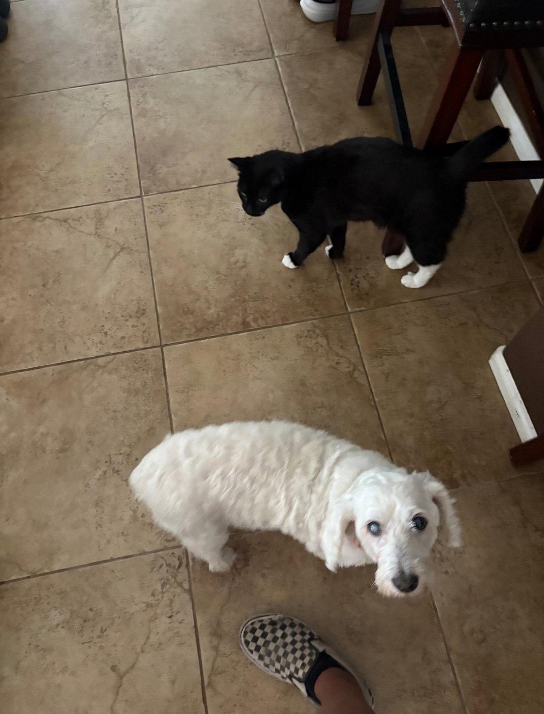 Pearl, Adoptable, Adult Female Maltese & Poodle.