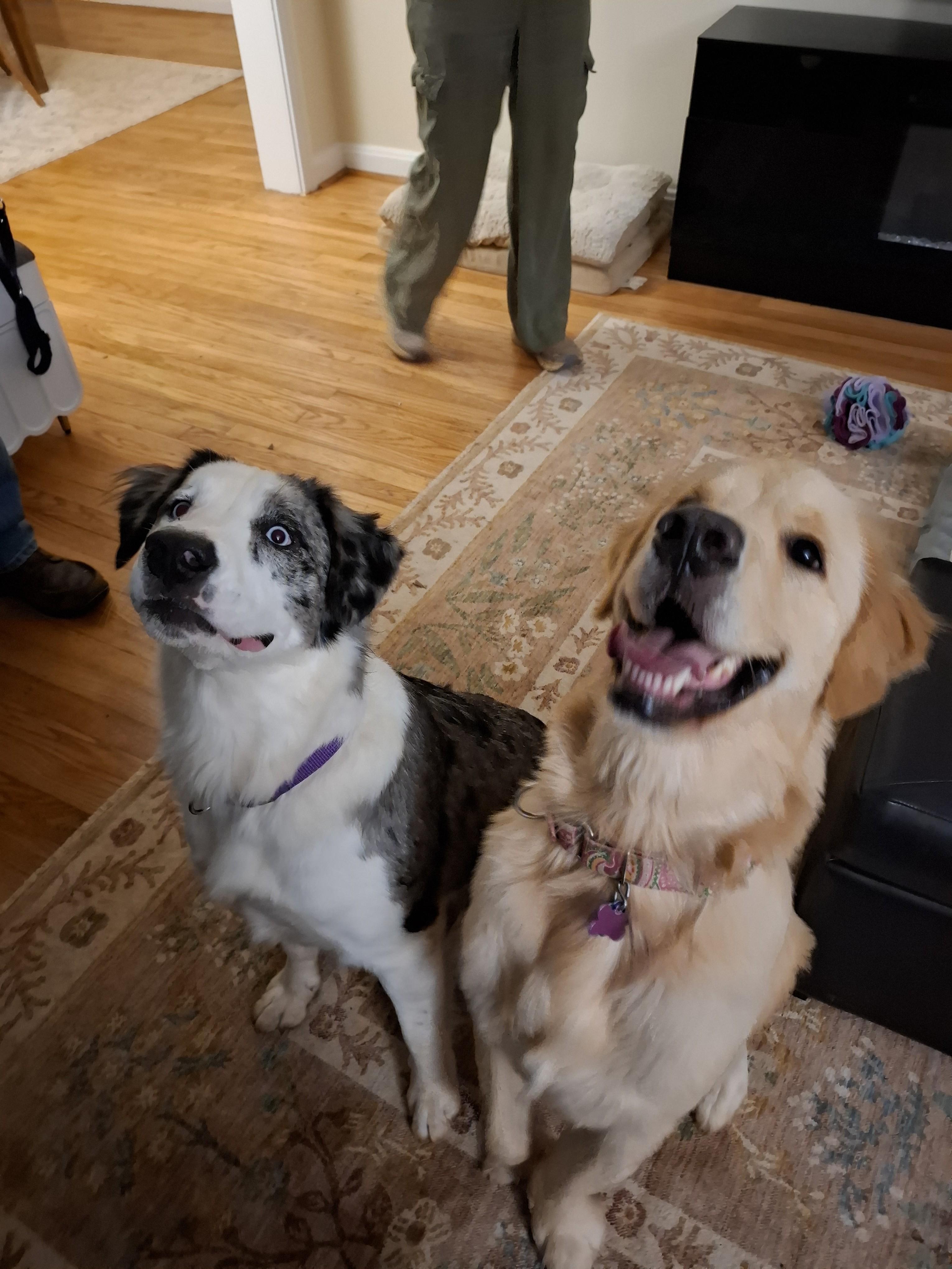 Enlarge TATER, a ADOPTABLE Golden Retriever in Stone Mountain, GA image 4/6