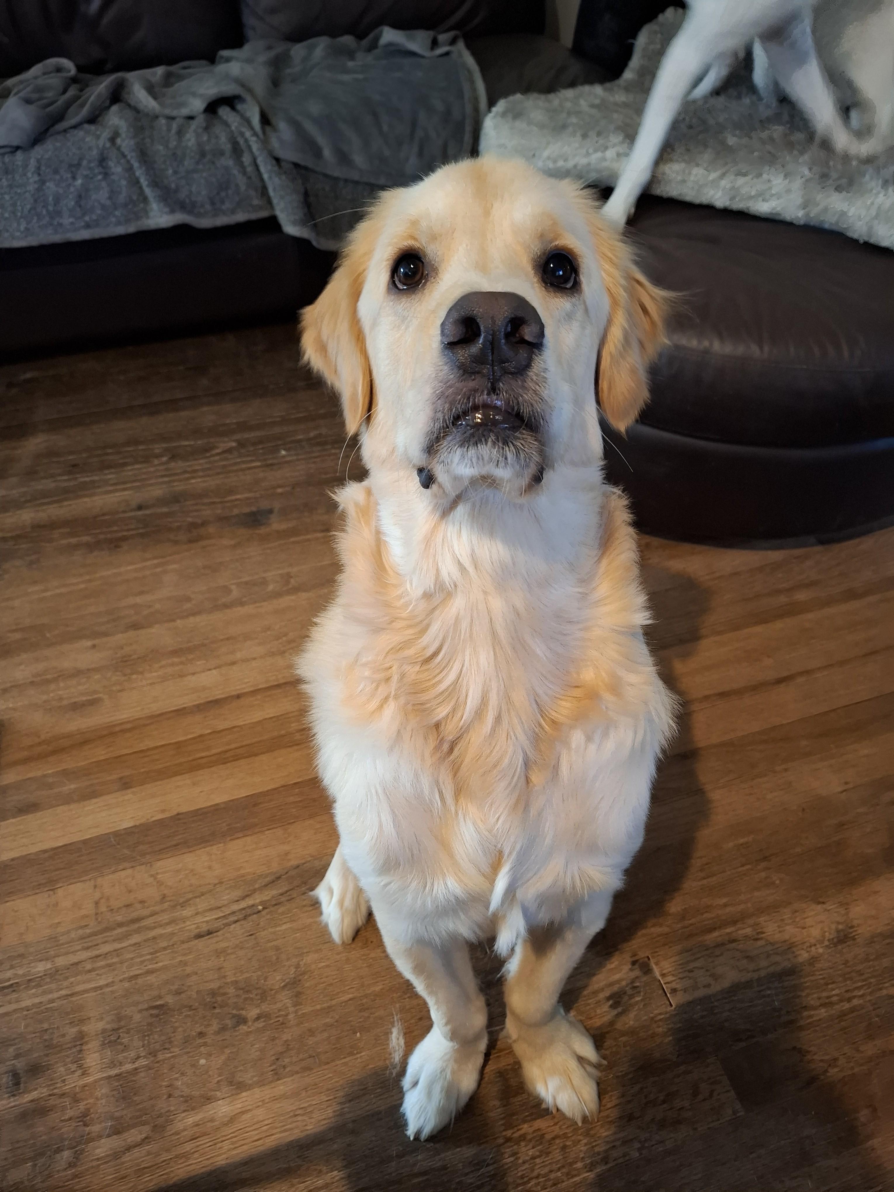 Enlarge TATER, a ADOPTABLE Golden Retriever in Stone Mountain, GA image 3/6