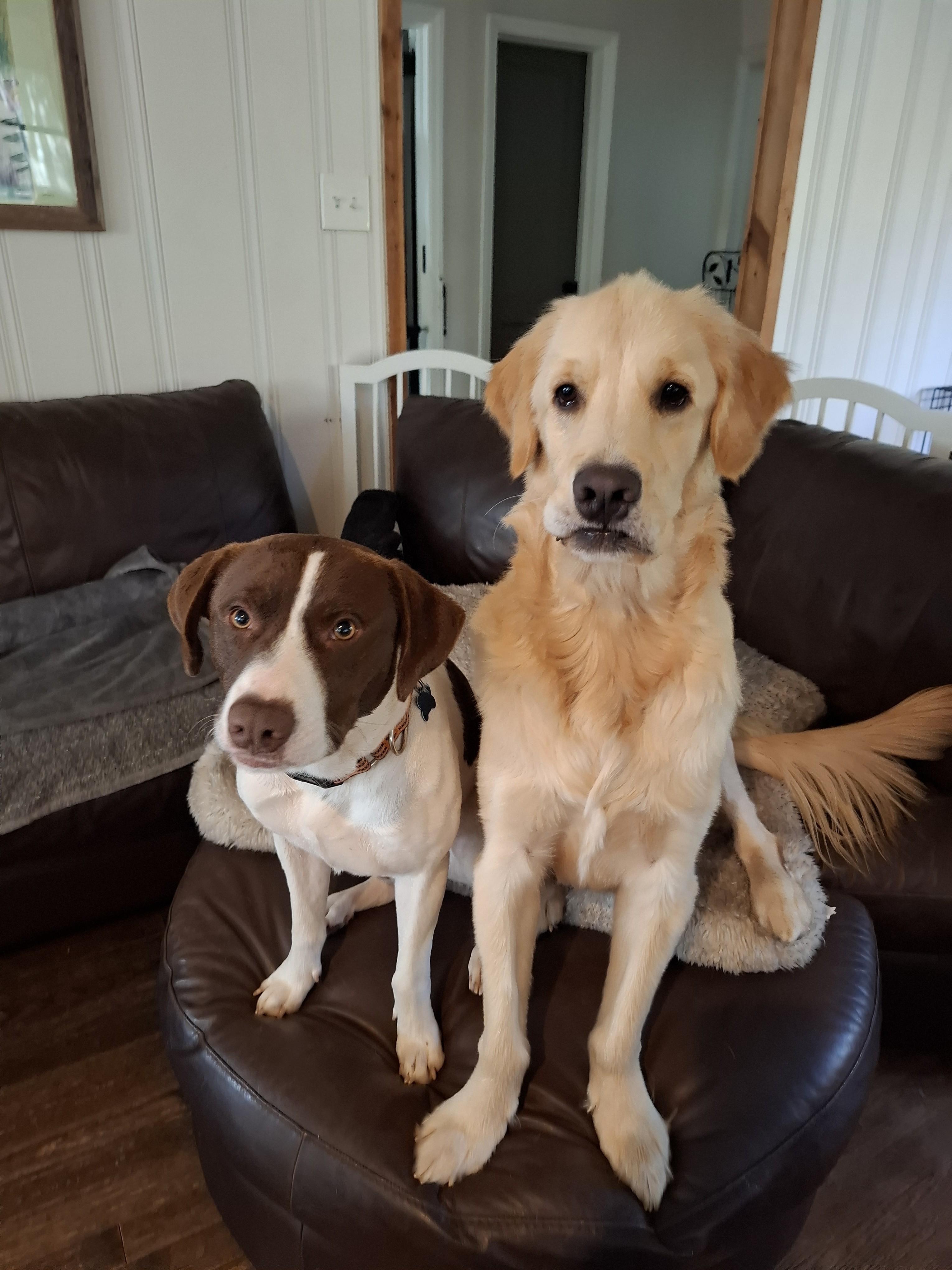 Enlarge TATER, a ADOPTABLE Golden Retriever in Stone Mountain, GA image 6/6