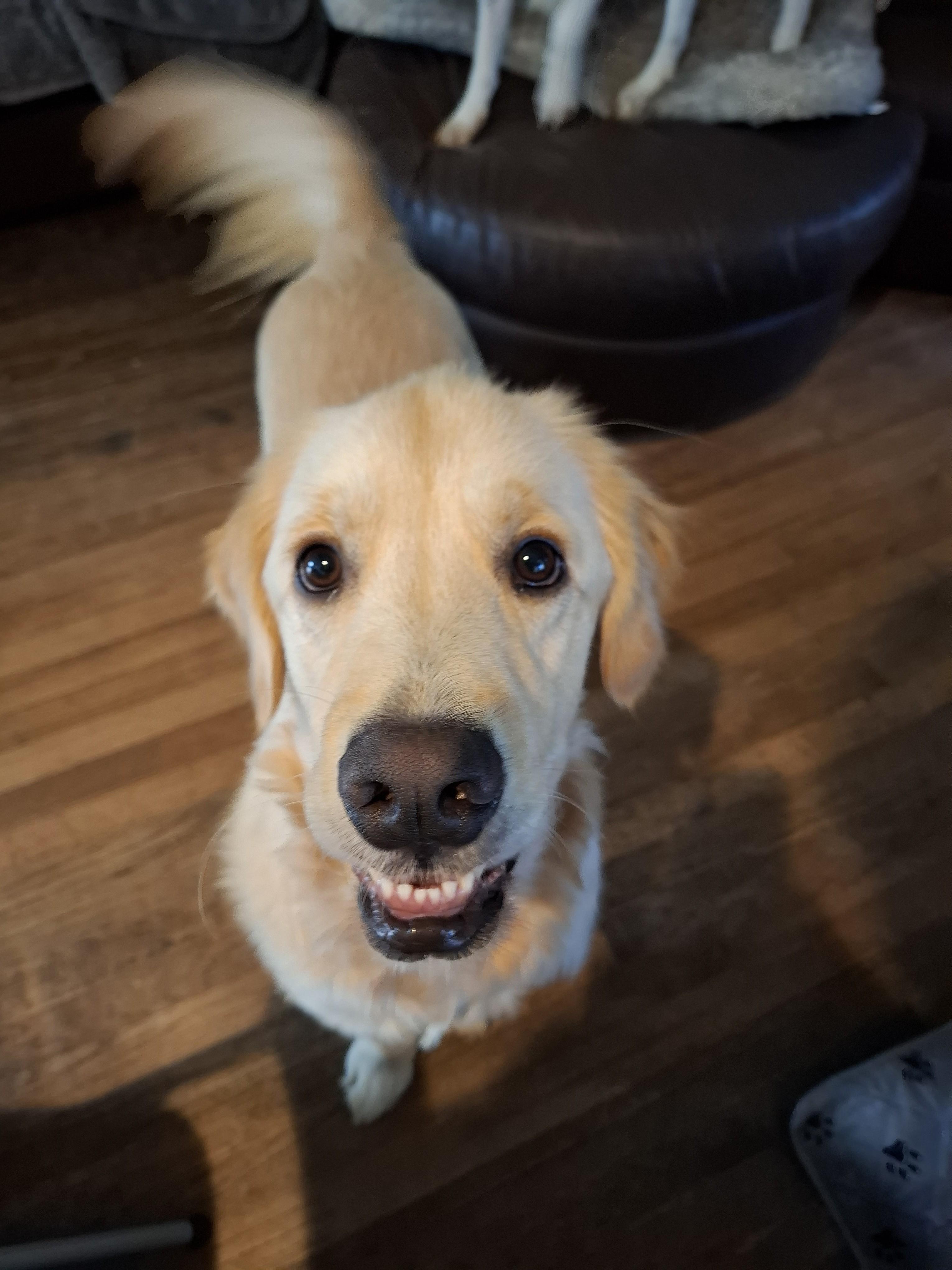 TATER, ADOPTABLE, Young Male Golden Retriever.