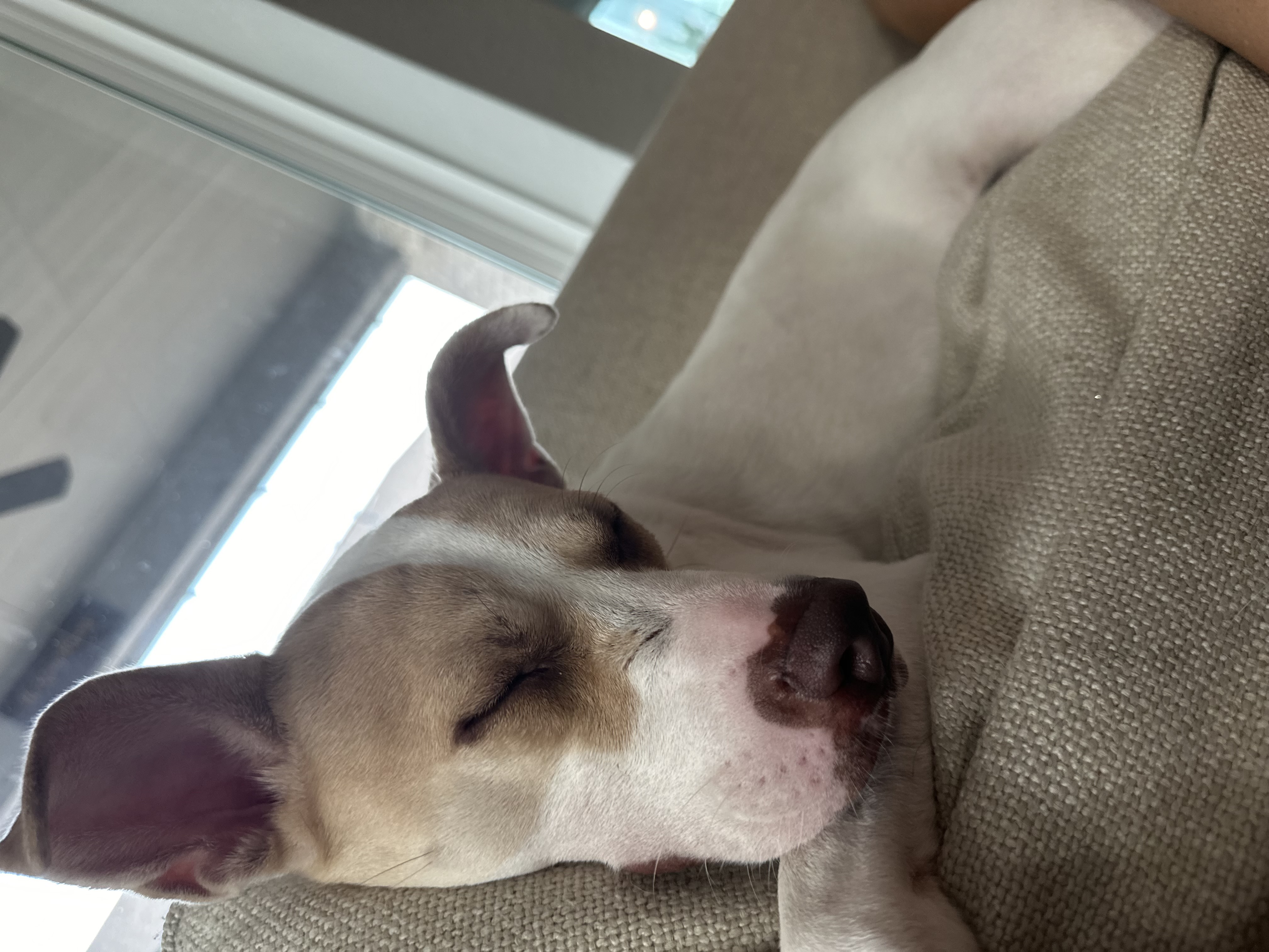 Ella — thumbnail 4