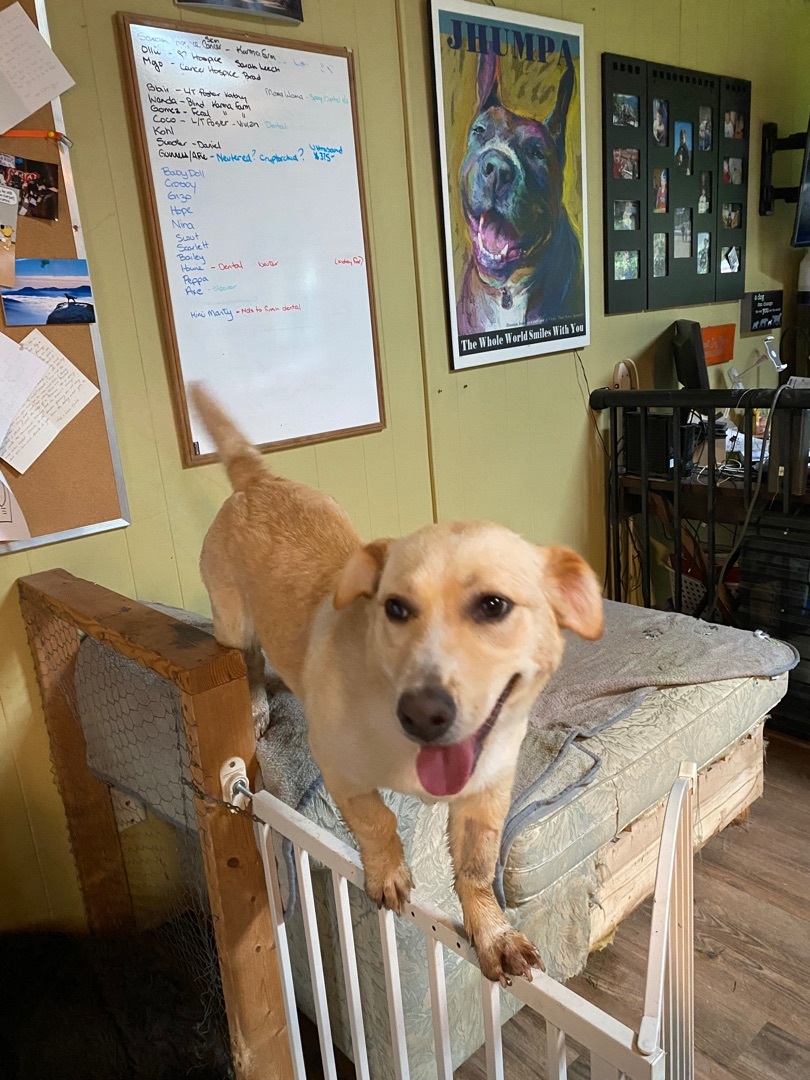 Scarlett, Adopted, Adult Female Corgi & Mixed Breed.