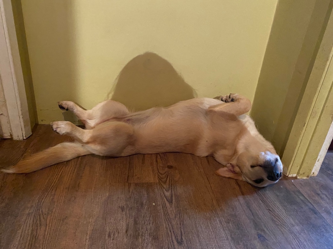 Enlarge Scarlett, a Adopted mixed breed in Langley, BC image 3/12