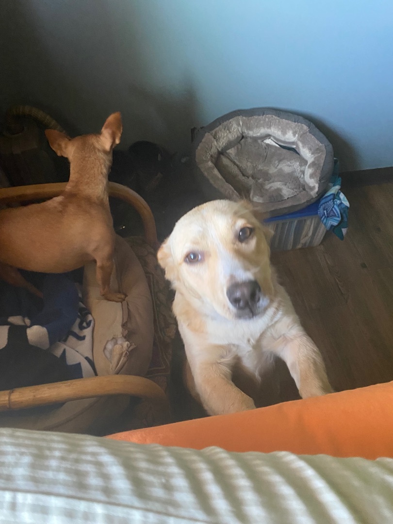 Enlarge Scarlett, a Adopted mixed breed in Langley, BC image 4/12