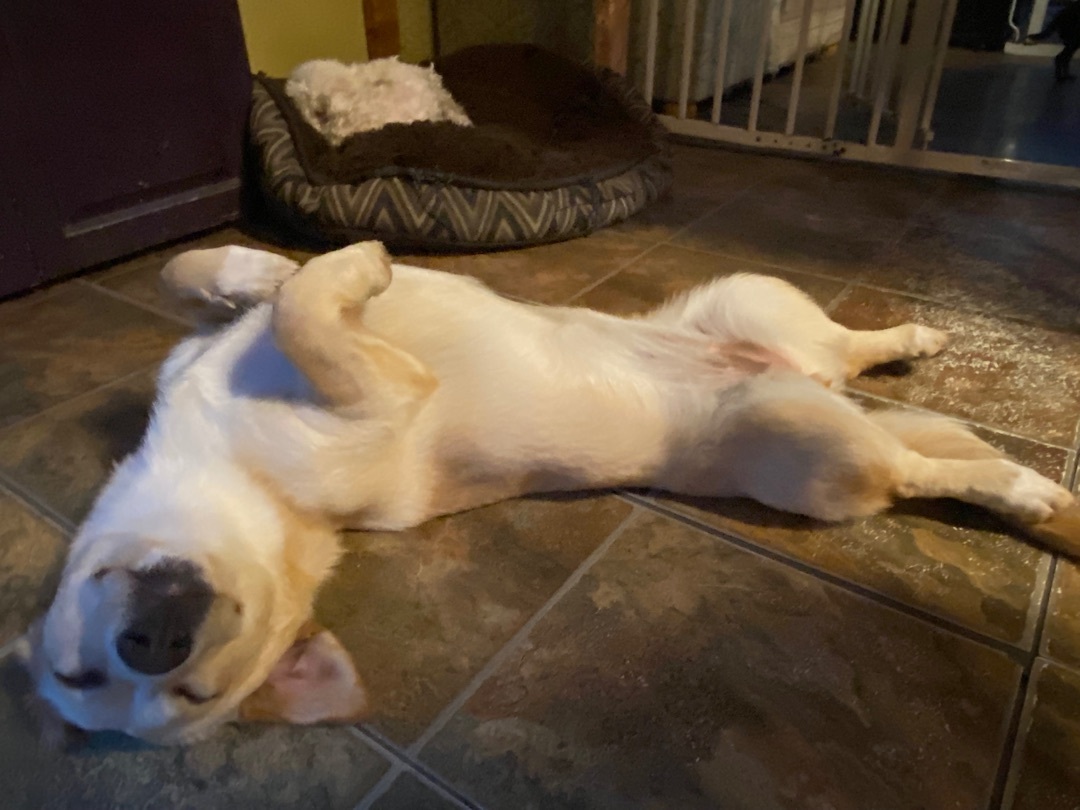 Enlarge Scarlett, a Adopted mixed breed in Langley, BC image 5/12