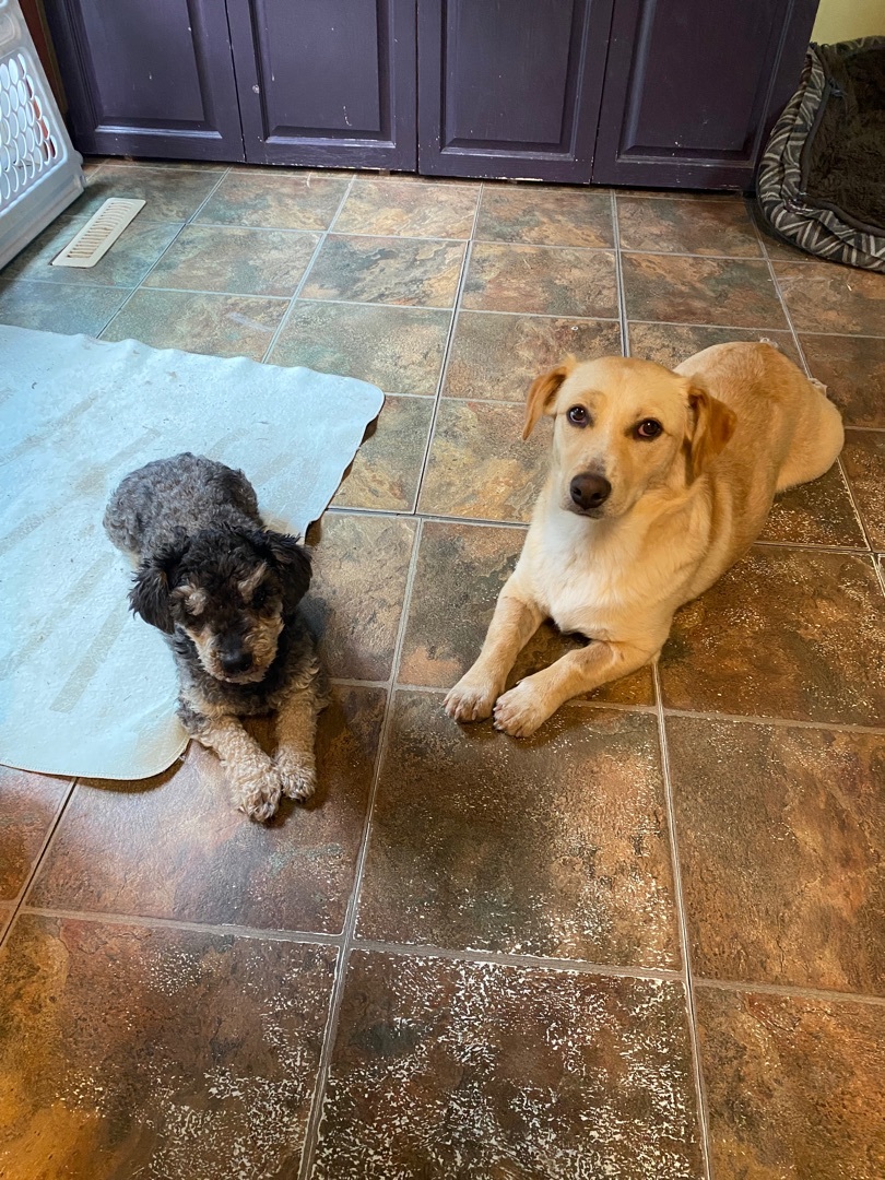 Enlarge Scarlett, a Adopted mixed breed in Langley, BC image 6/12