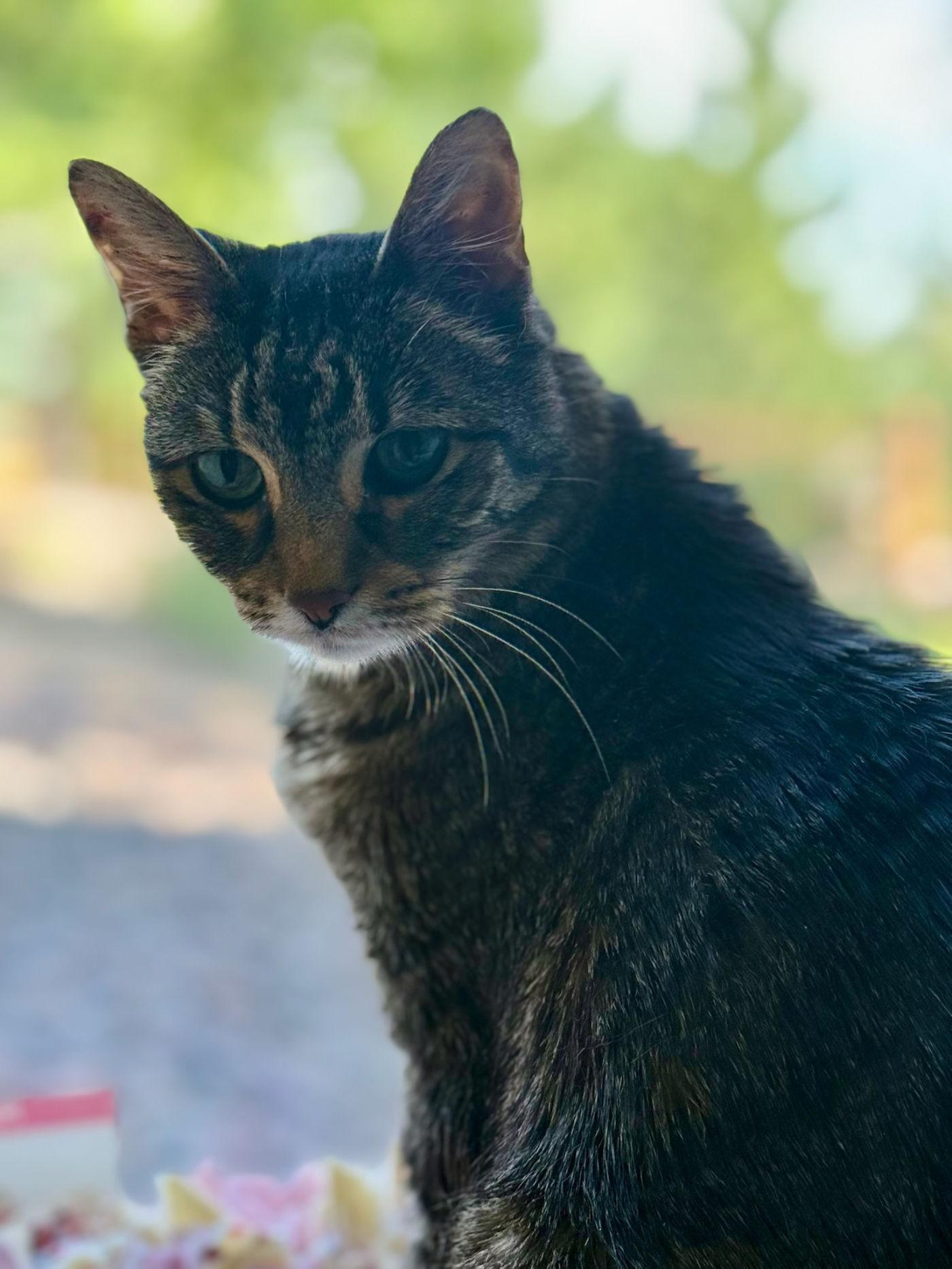 Enlarge Kathy, a ADOPTABLE Tabby in Manitou Springs, CO image 2/5