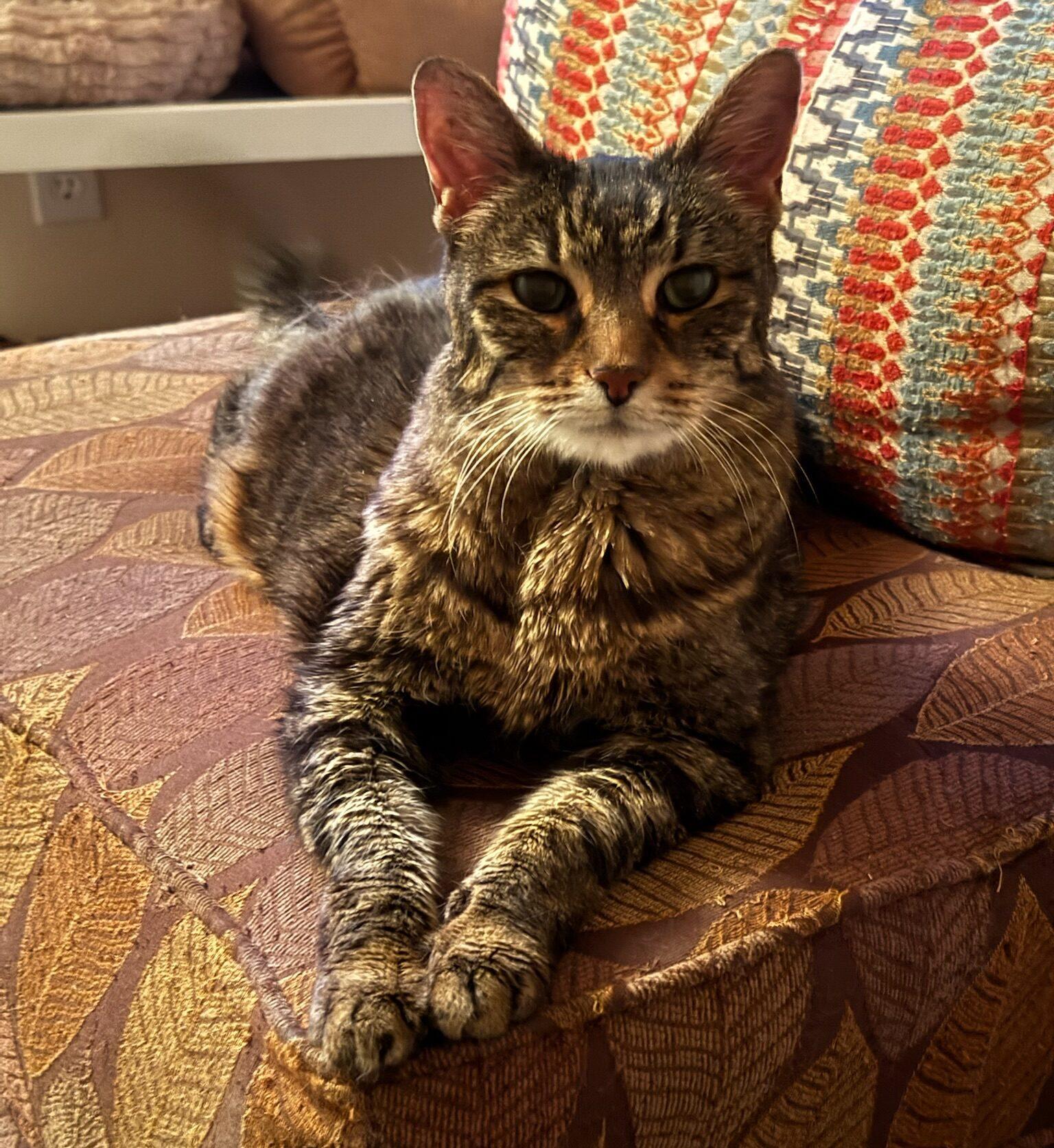 Enlarge Kathy, a ADOPTABLE Tabby in Manitou Springs, CO image 5/5