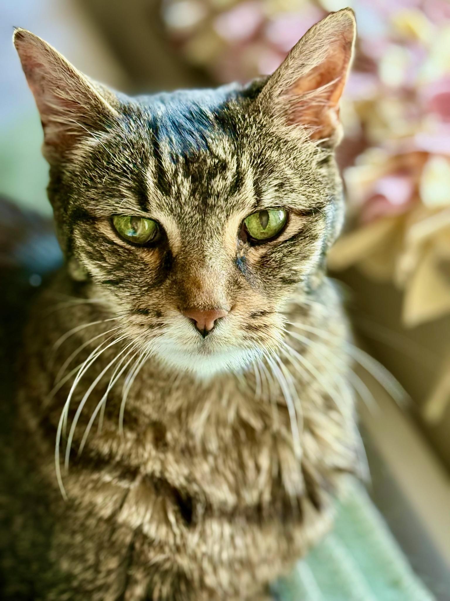 Kathy, ADOPTABLE, Senior Female Tabby.