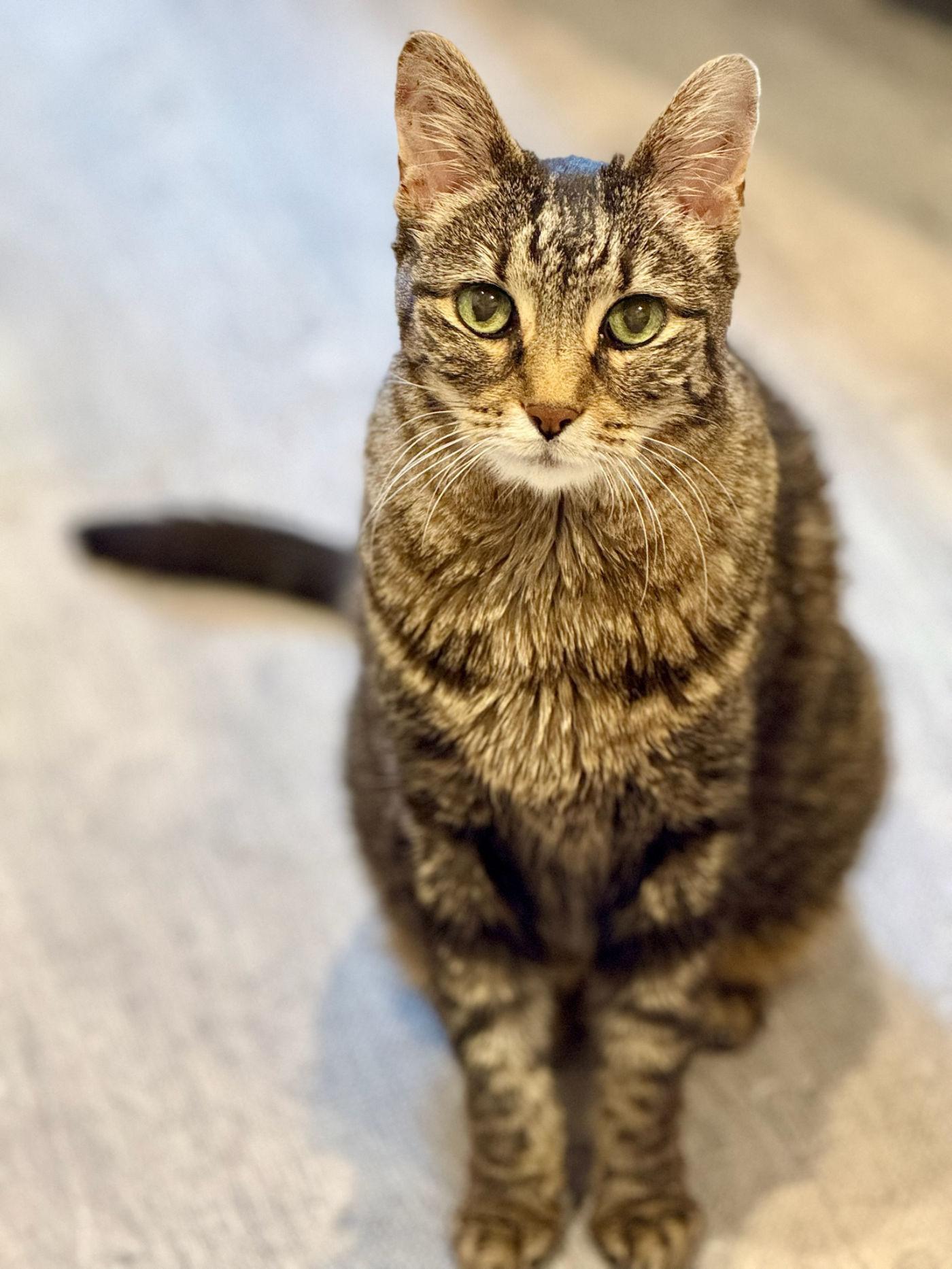 Enlarge Kathy, a ADOPTABLE Tabby in Manitou Springs, CO image 3/5