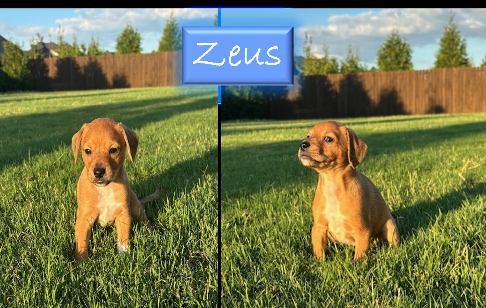 Dog for adoption Thor, a Dachshund & Chihuahua Mix in Bella Vista, AR