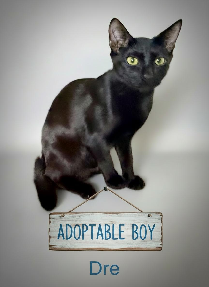  Dre - Super playful and affectionate, Adoptable, Young Male Domestic Short Hair.