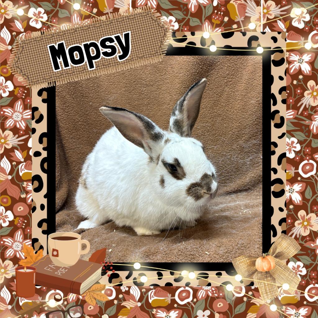 Enlarge Mopsy, a Adoptable Bunny Rabbit in Elizabethtown, KY image 1/1