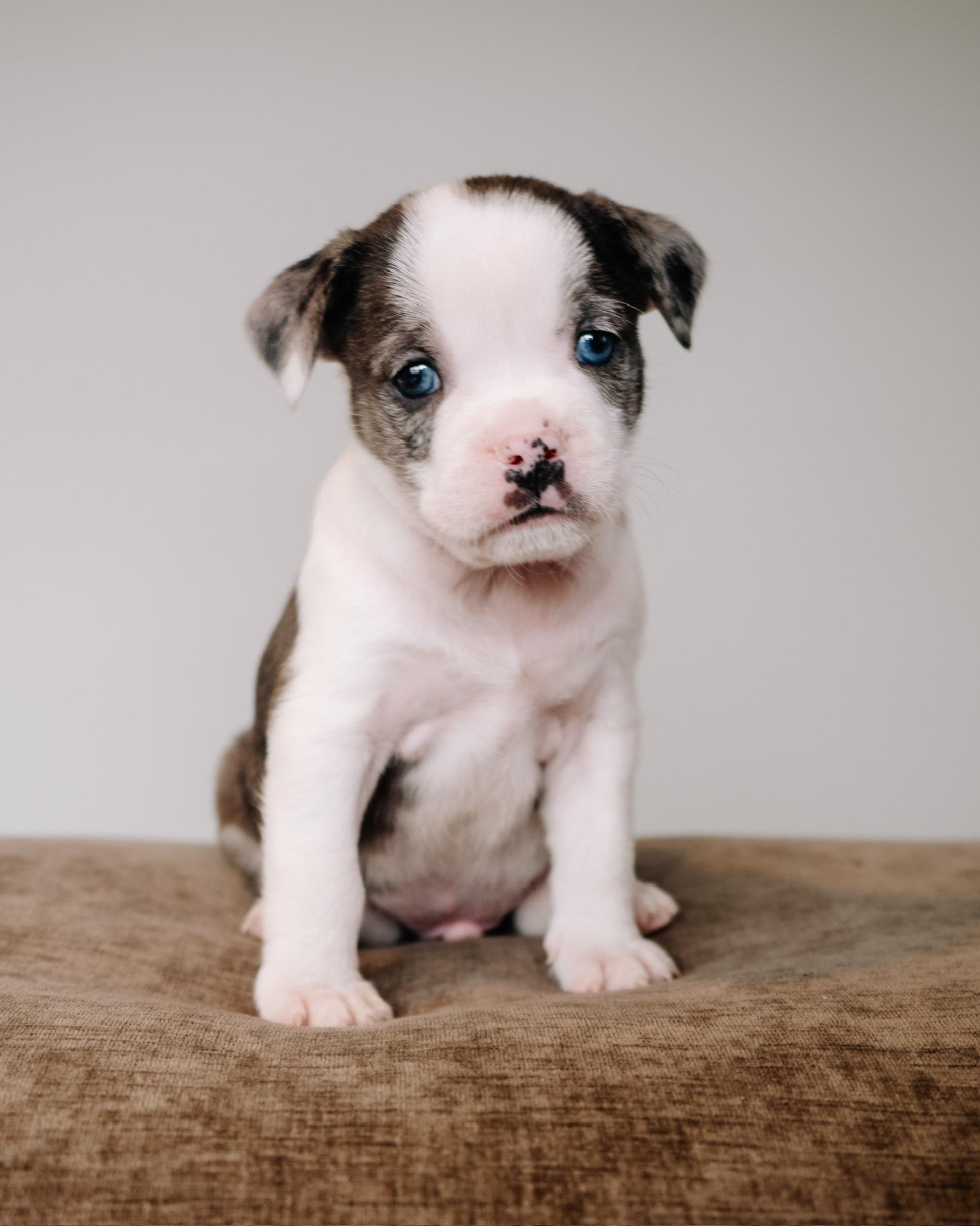 Coors, ADOPTABLE, Puppy Male Pug & Terrier.