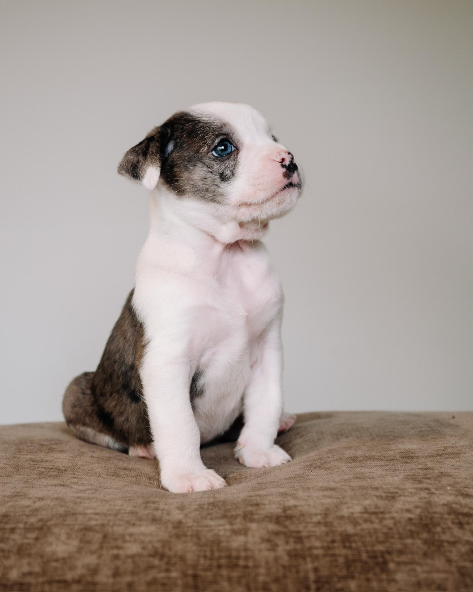 Enlarge Coors, a ADOPTABLE mixed breed in Simsbury, CT image 3/5