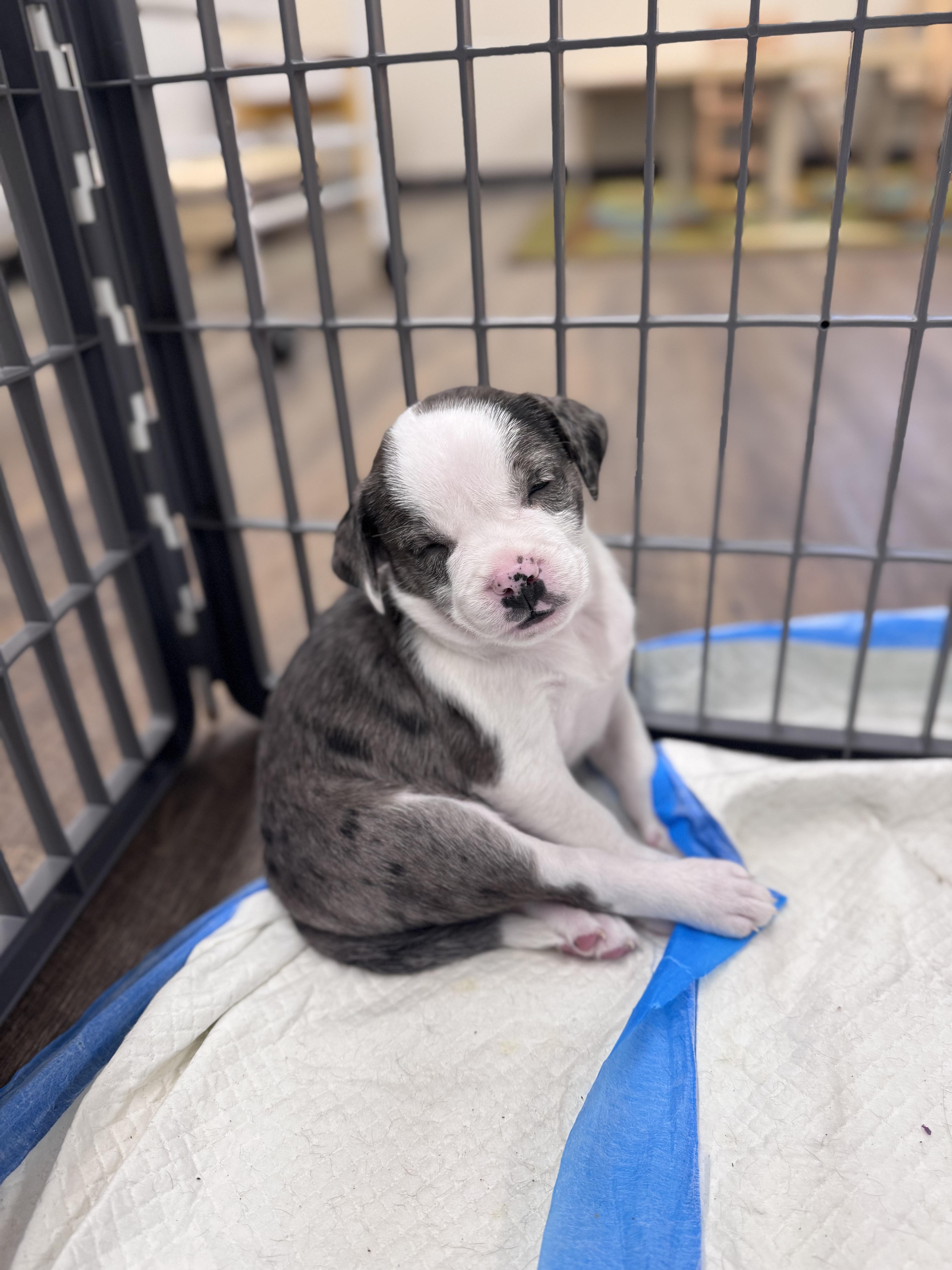 Enlarge Coors, a ADOPTABLE mixed breed in Simsbury, CT image 4/5