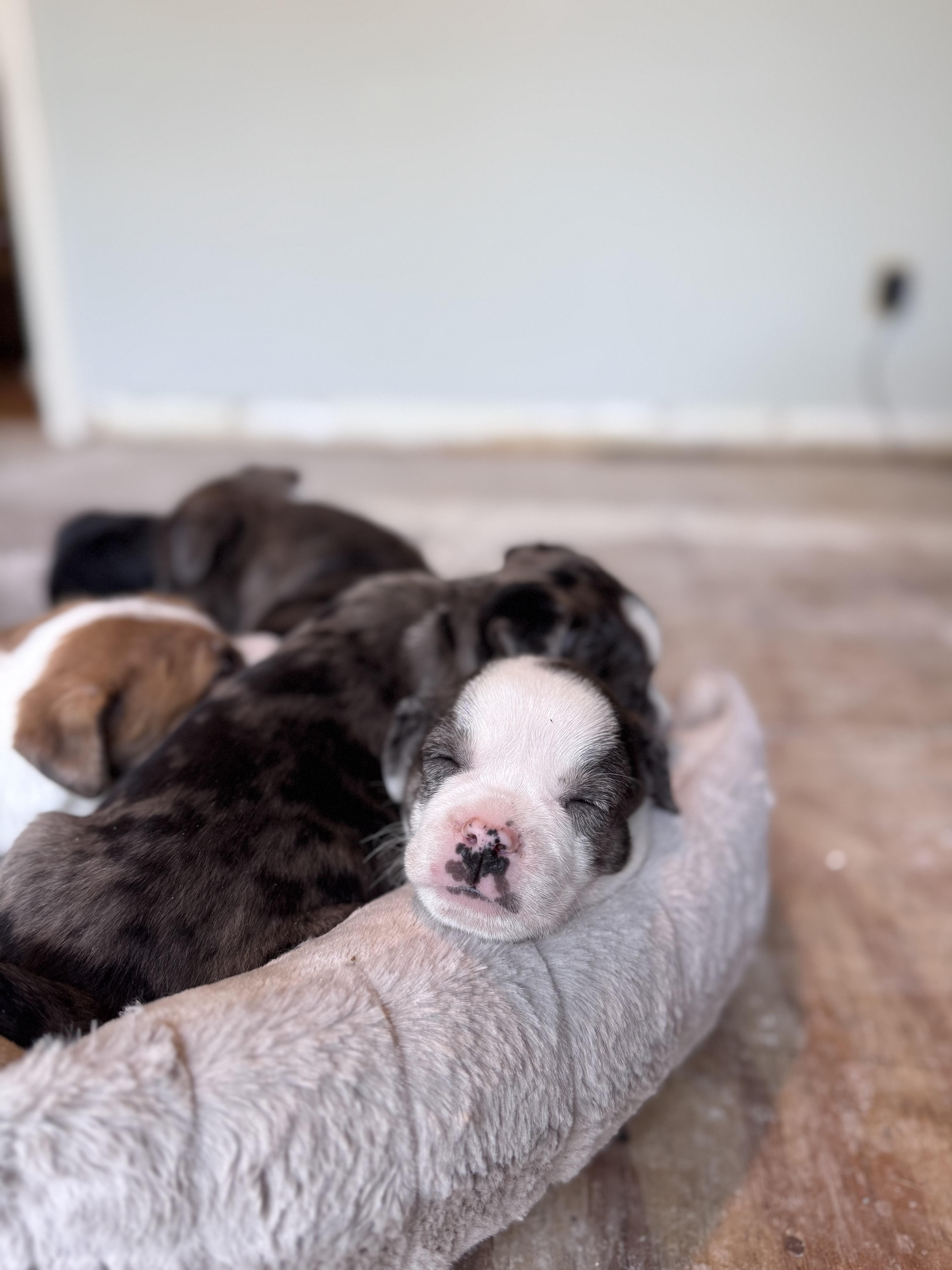 Enlarge Coors, a ADOPTABLE mixed breed in Simsbury, CT image 5/5