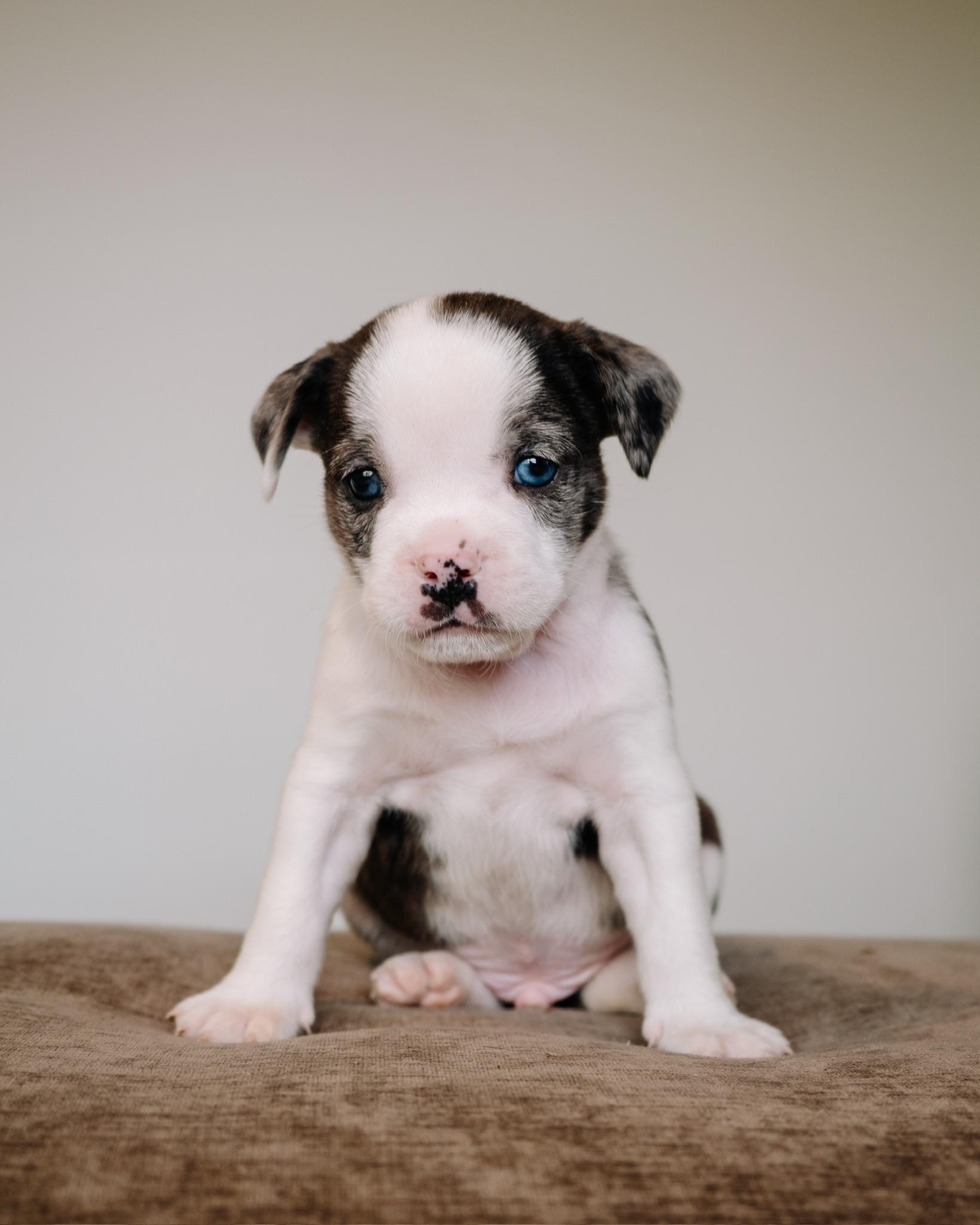 Enlarge Coors, a ADOPTABLE mixed breed in Simsbury, CT image 2/5