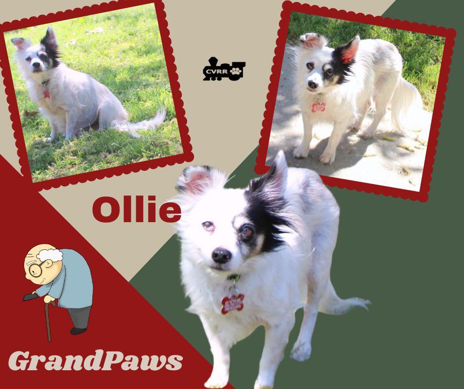Ollie (GrandPaws), Adopted, Senior Male Papillon.
