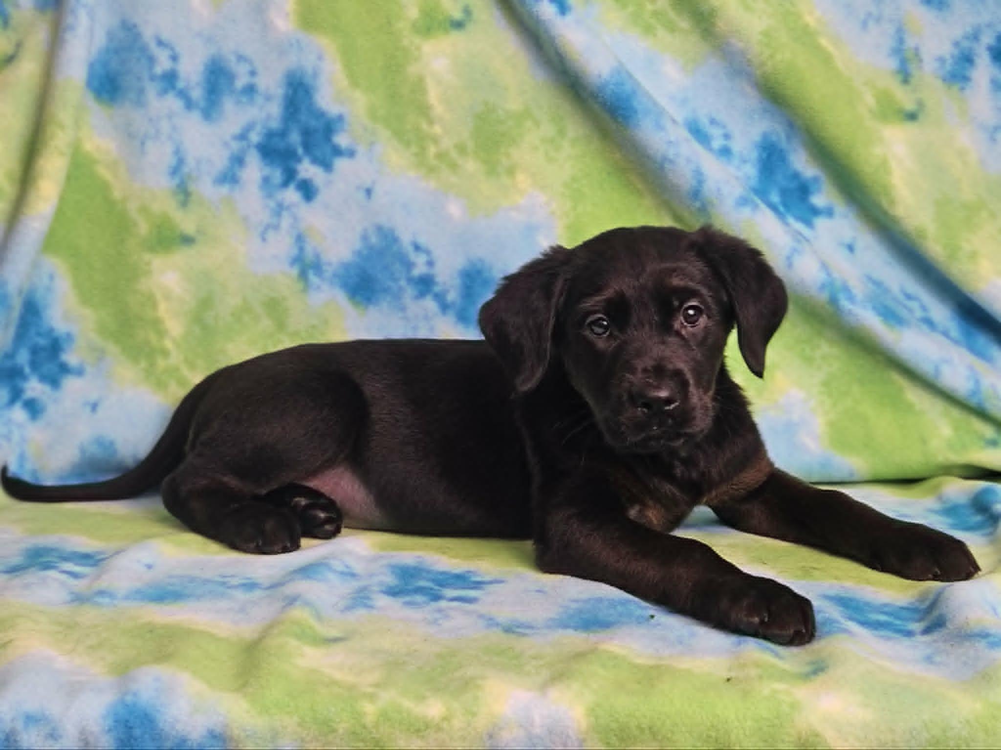 Home Fries, adopted, Puppy Female Rottweiler & Golden Retriever.