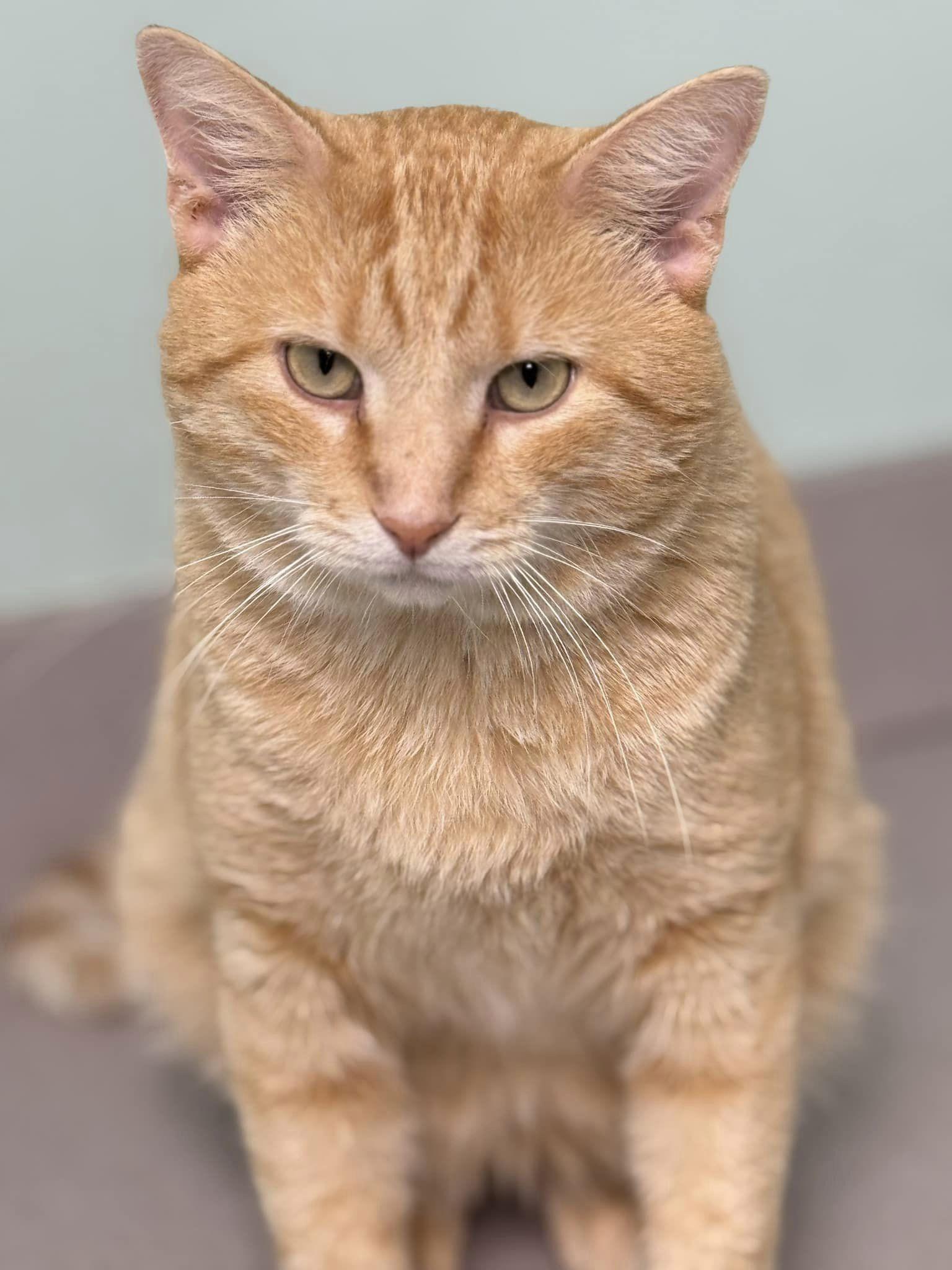 Luigi (Bonded Pair with Mario) - SP, Adopted, Adult Male Domestic Short Hair.