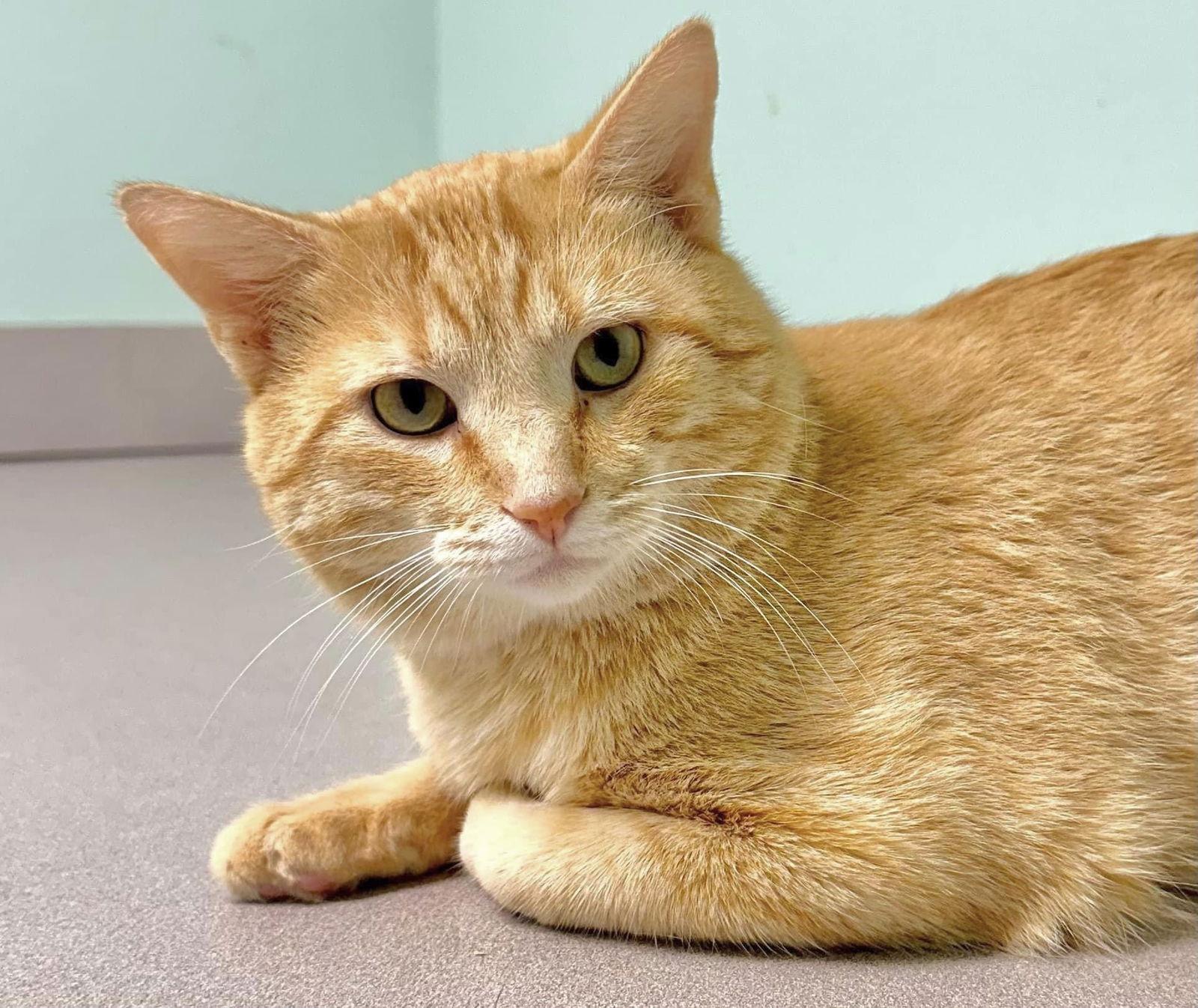 Luigi (Bonded Pair with Mario) - SP, a Adopted Domestic Short Hair in Champaign, IL image 2/3