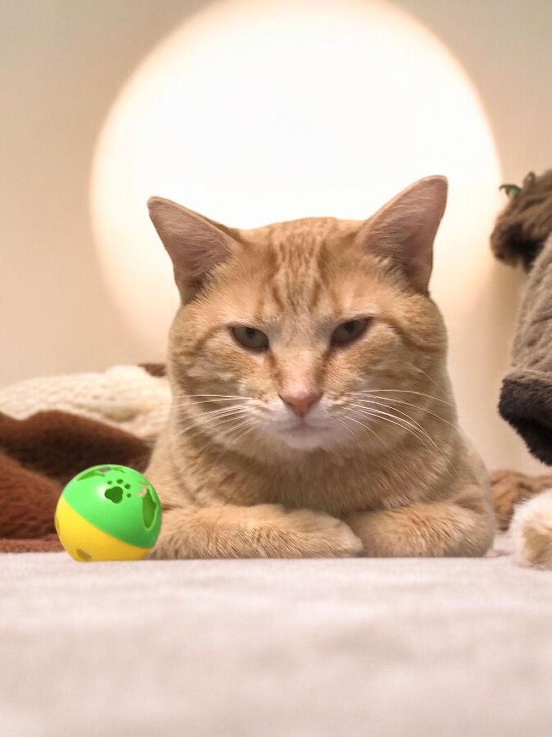 Luigi (Bonded Pair with Mario) - SP, a Adopted Domestic Short Hair in Champaign, IL image 3/3