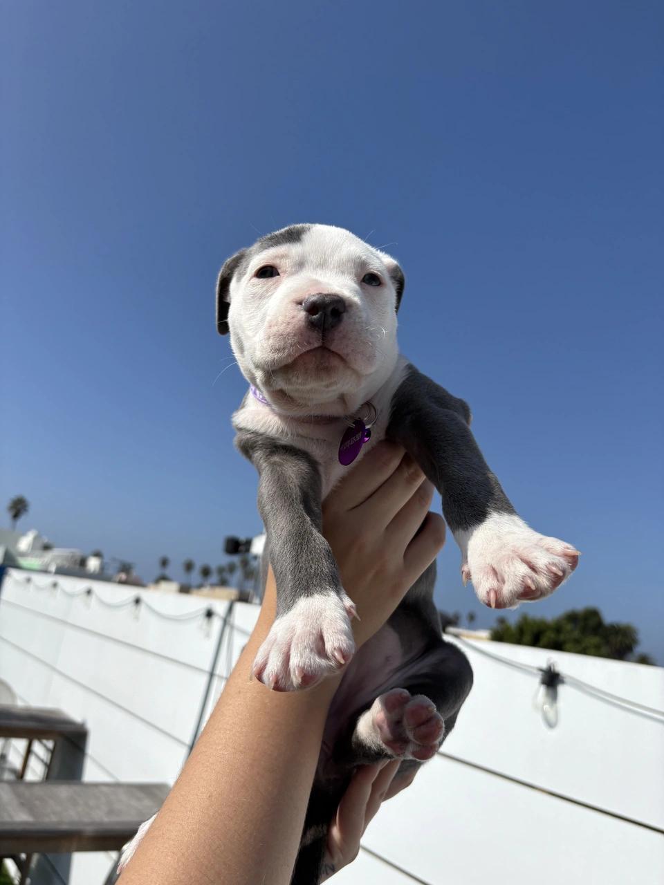 Salem, Adoptable, Puppy Female Pit Bull Terrier.