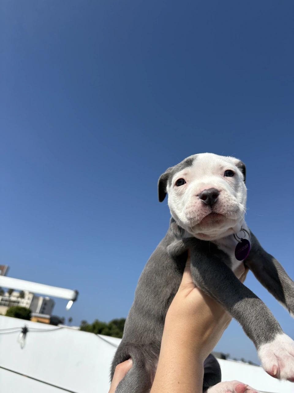 Salem, a Adoptable mixed breed in West Hollywood, CA image 2/6