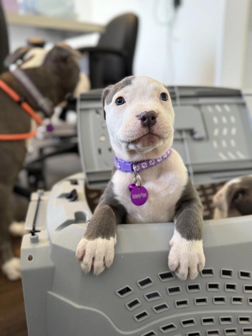 Salem, a Adoptable mixed breed in West Hollywood, CA image 3/6