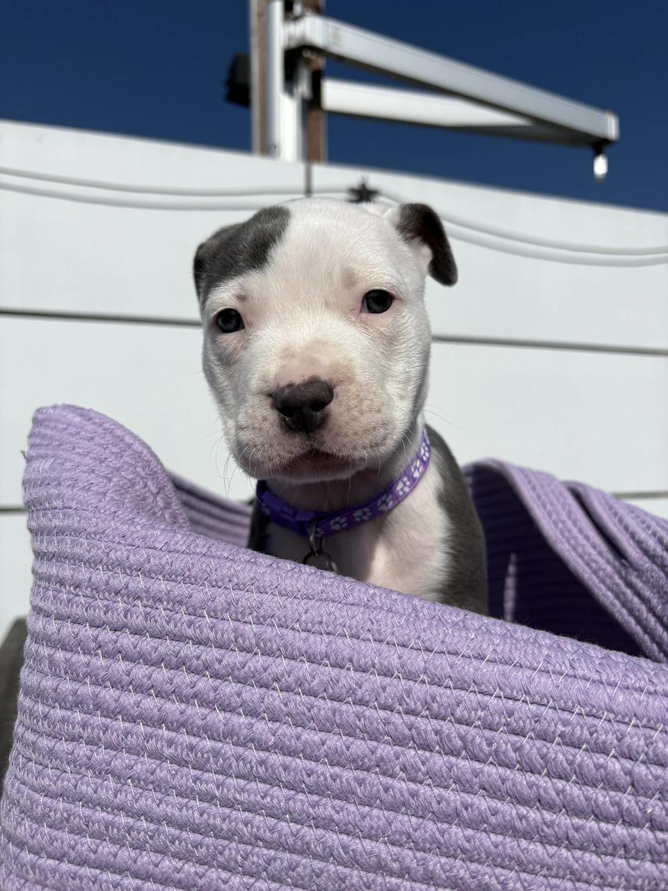 Salem, a Adoptable mixed breed in West Hollywood, CA image 4/6
