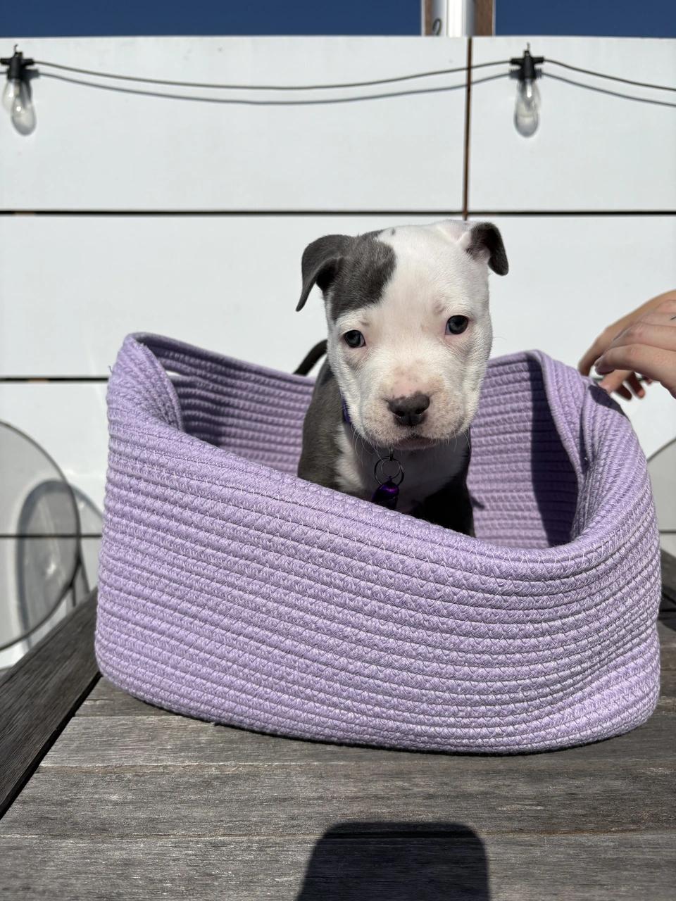 Salem, a Adoptable mixed breed in West Hollywood, CA image 5/6