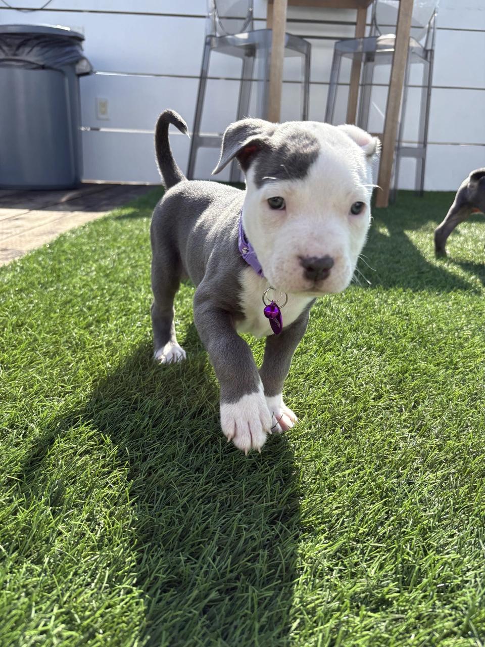Salem, a Adoptable mixed breed in West Hollywood, CA image 6/6