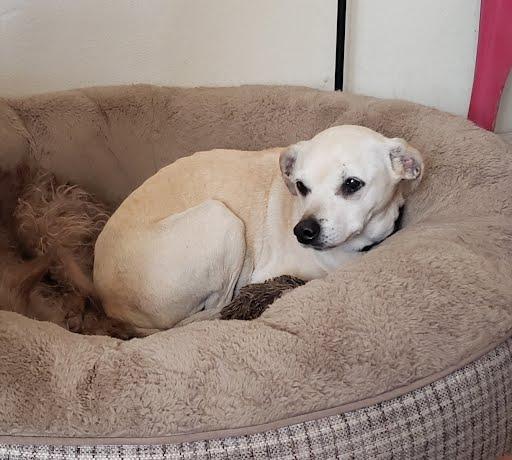 Lacey(2), Adoptable, Adult Female Labrador Retriever & Chihuahua.