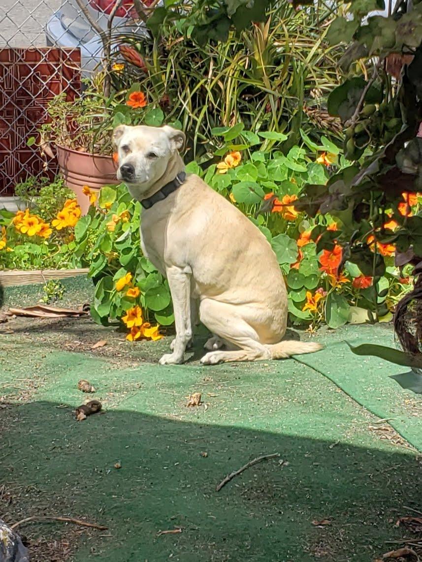 Enlarge Lacey(2), a Adoptable mixed breed in San Diego, CA image 2/3
