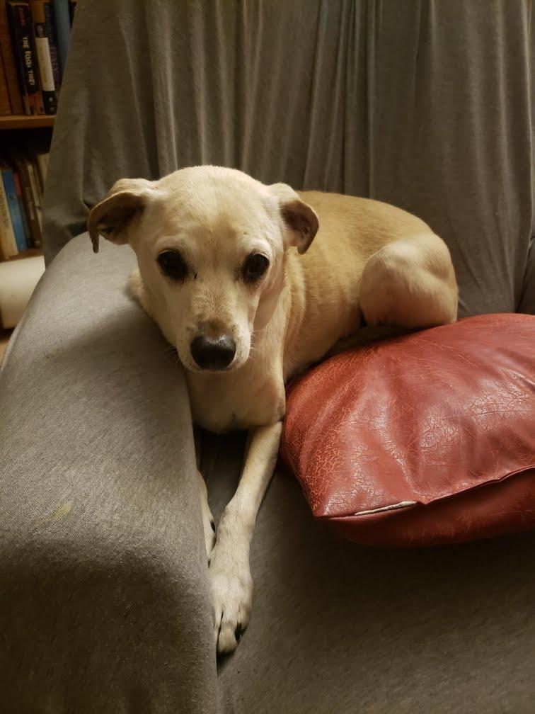 Enlarge Lacey(2), a Adoptable mixed breed in San Diego, CA image 3/3