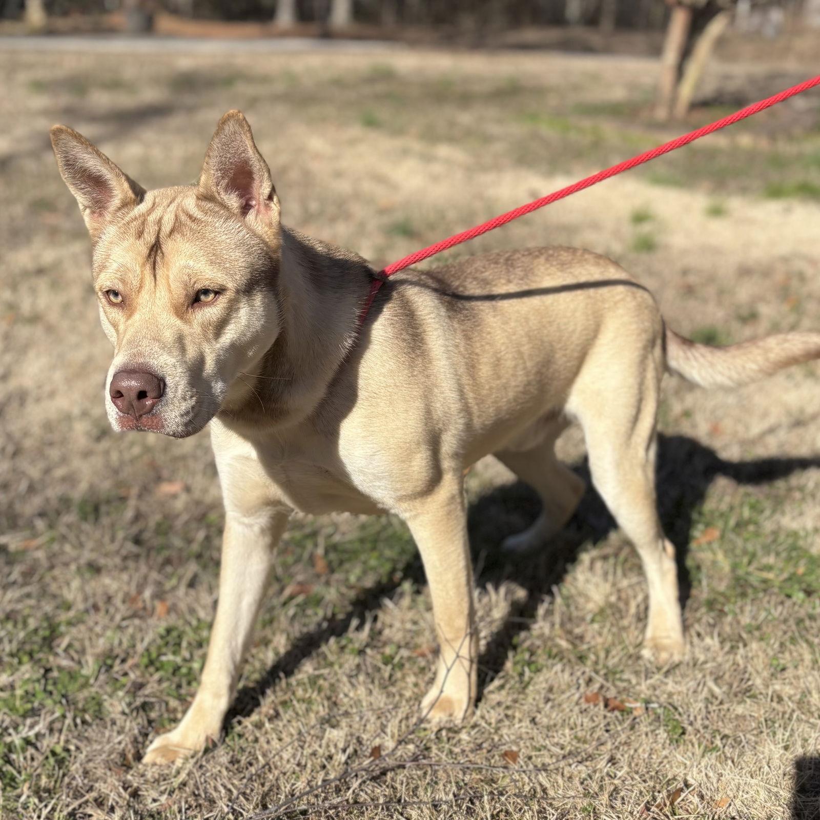 DUSTY, Adoptable, Adult Male Husky.