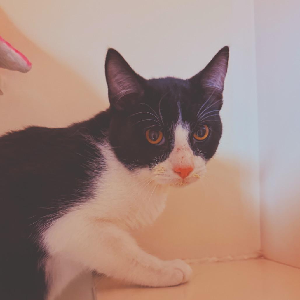Smoke, ADOPTABLE, Young Male Domestic Short Hair.