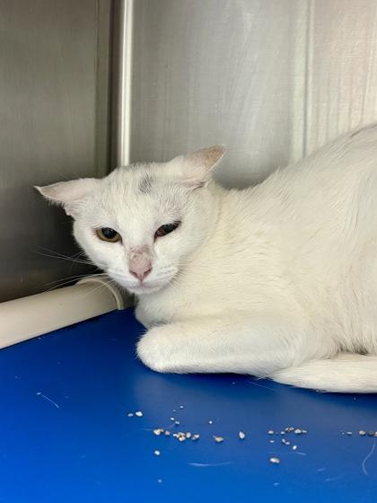 Pearl, Adoptable, Young Female Domestic Short Hair & Domestic Short Hair.