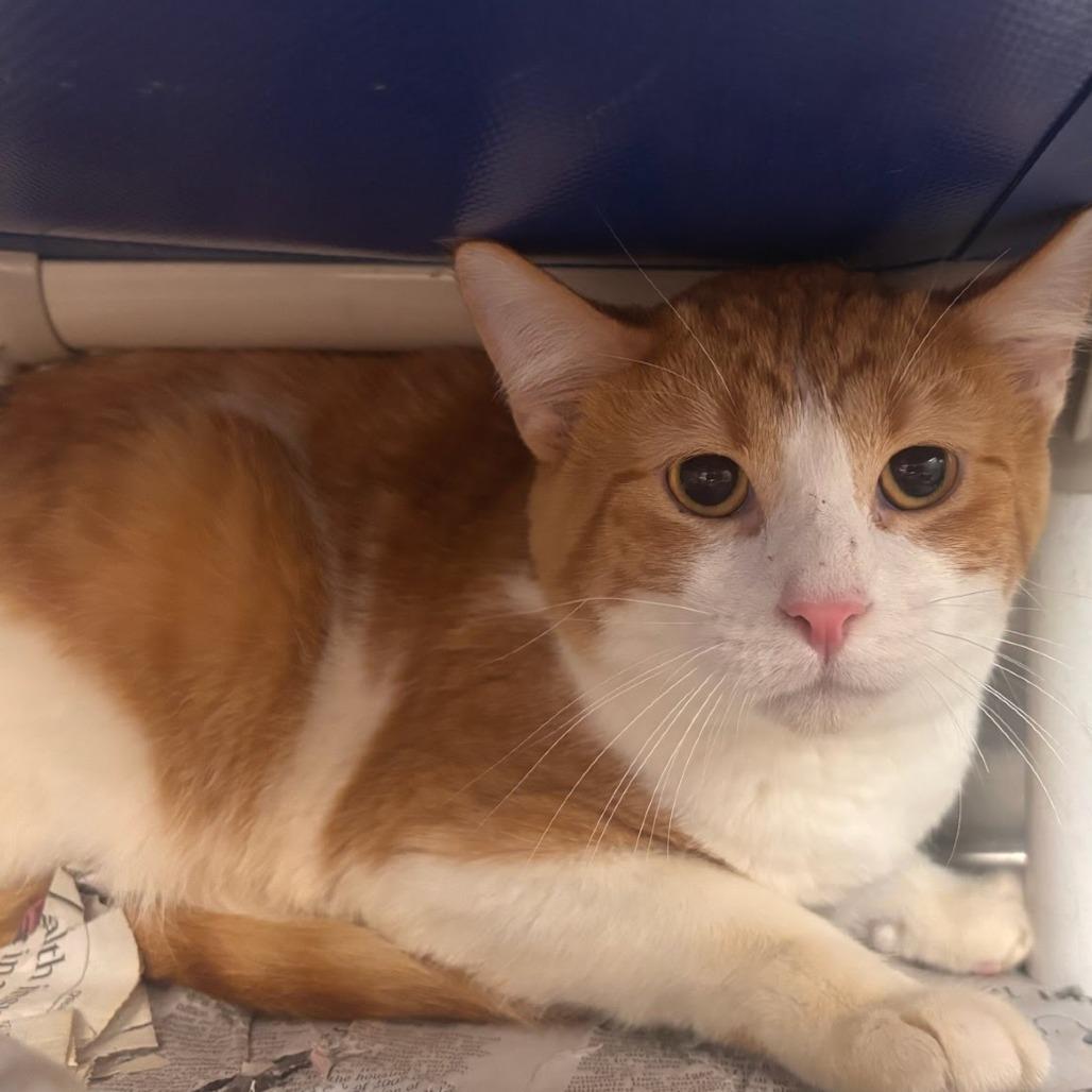 Enlarge Rilo, a Adoptable Domestic Short Hair in Belleville, IL image 1/1