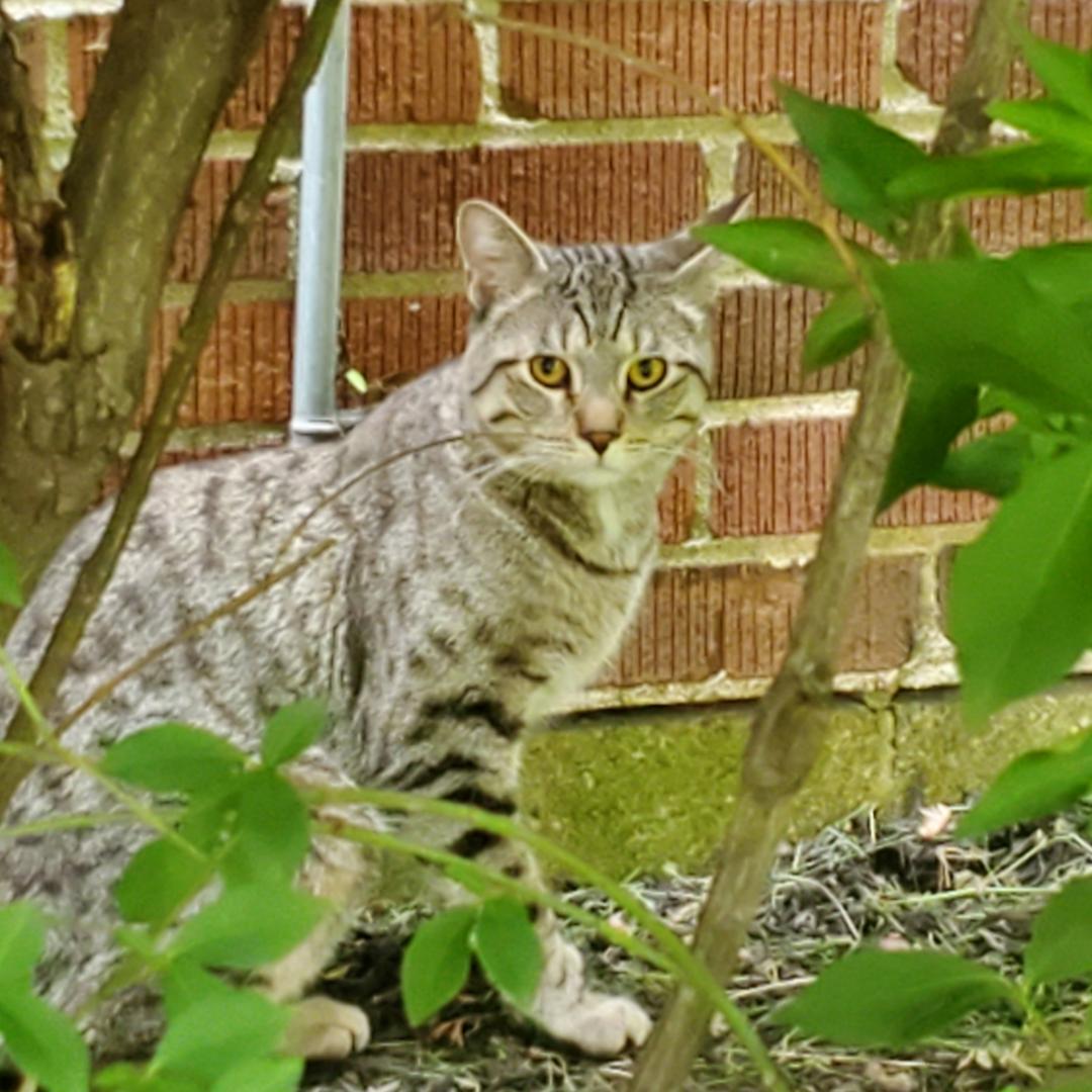 His Majesty, Adopted, Kitten Male Bengal.