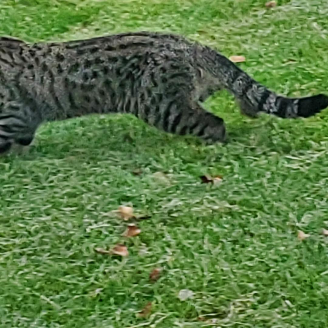 His Majesty, a Adopted Bengal in Columbus, OH image 2/3