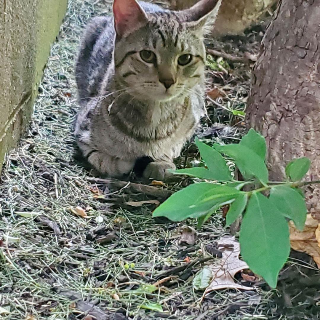 His Majesty, a Adopted Bengal in Columbus, OH image 3/3